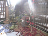 植栽　幻想的です