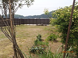 植栽