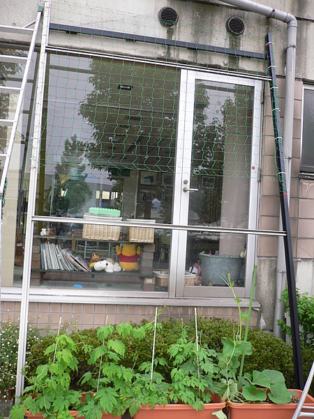 緑のカーテン　　上だけ。。