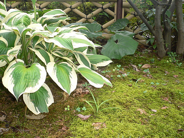 和風庭園　　苔庭