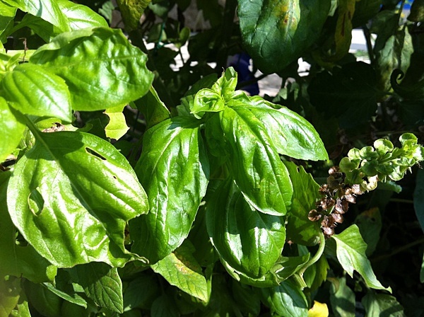 福井 庭 野菜 福井 庭 野菜