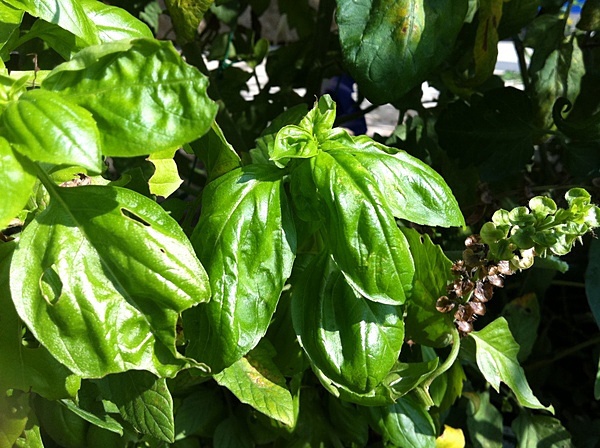 福井　庭　野菜