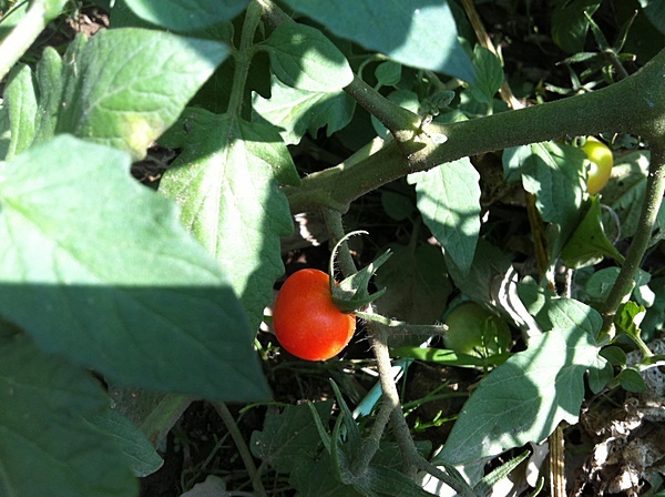 福井　庭　野菜