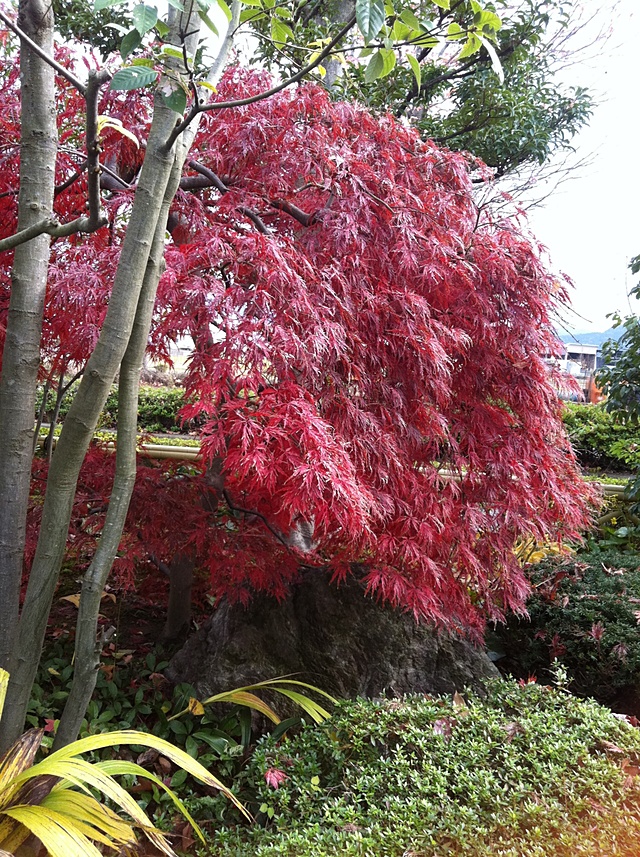 もみじ　植栽
